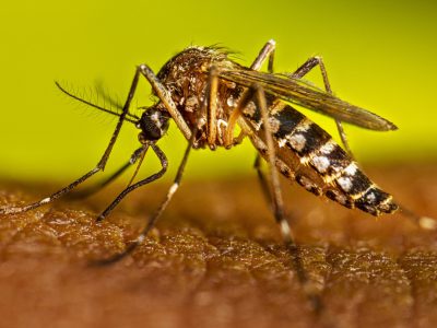 DENGUE