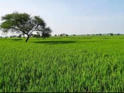 خیبرپختونخوا میں 10930 ایکڑ زرعی اراضی