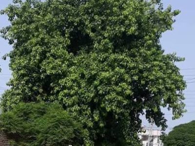 7دہائیاں پرانا پیپل کا درخت