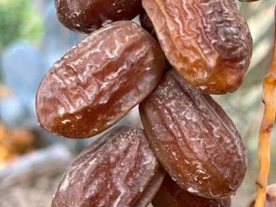 کھجور کاپھل ستمبرمیں پک کر تیار ہو جائیگا
