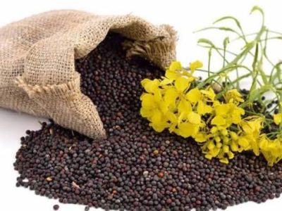کینولاپنجاب سرسوں